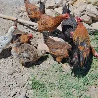 مرغ و خروس