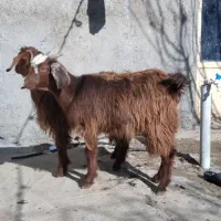 فروش فوری دو راس بزغاله ماده دوقلو خانگی|حیوانات مزرعه|کنگاور, |دیوار