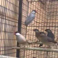 فنچ نرگسی|پرنده|یزد, |دیوار