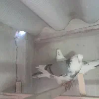 کبوتر پرشی 5عدد