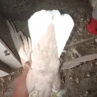 زرد دوم سفید گوهگ|پرنده|رفسنجان, |دیوار