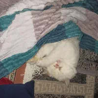 گربه پرشین کت|گربه|تهران, اتابک|دیوار
