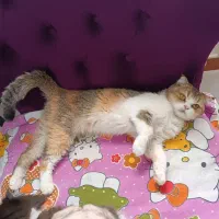 گربه بریتیش تری کالر|گربه|لاهیجان, کوی خزر|دیوار