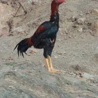 جوجه برزیلی