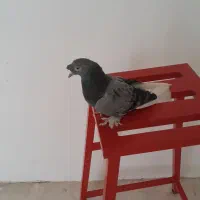 کبوتر|حیوانات|تبریز, |دیوار