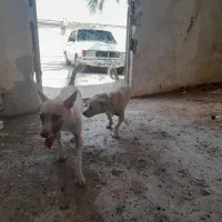 سگ پاکوتا
