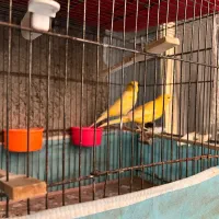 فروش یک جفت قناری تک رنگ درشت بدون لک|پرنده|بجنورد, |دیوار