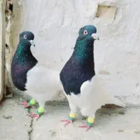 کفتر فروشی|پرنده|بیرجند, |دیوار