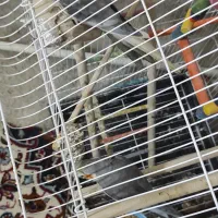 عروس هلندی سوپر سایز|پرنده|سنقر, |دیوار