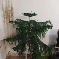 گل ۱۳۰ سانتی متری