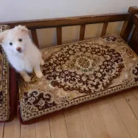 سگ شیتزو استثنایی