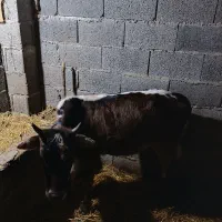 لیشه|حیوانات مزرعه|کوچصفهان, |دیوار