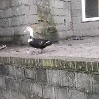 جوجه مرغ|حیوانات مزرعه|رضوانشهر, |دیوار