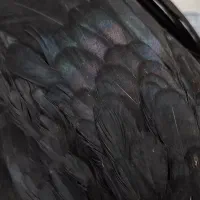 مرغ و خروس سلطان ۳ عدد|حیوانات مزرعه|تهران, افسریه شمالی|دیوار