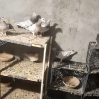 تعدادی کبوتر ناور طوقی و تهرانی|پرنده|قروه, |دیوار