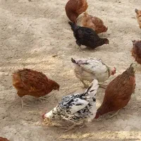 10عدد مرغ محلی