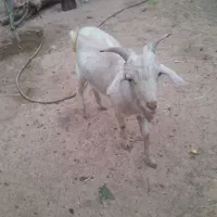 سه راس بز زارچ|حیوانات مزرعه|زارچ, |دیوار