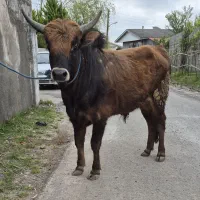 ورزا ( گاو نر ) چالوسی با مدرک ۱۲۰ کیلو