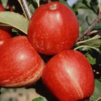 انواع نهال سیب بهترین نژاد ها و رقم ها