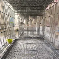 قناری رد فاکتور ،یلو فاکتور و وایت فاکتور|پرنده|مبارکه, |دیوار