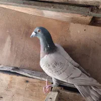 4 پلاکی درجه یک