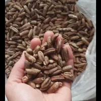 فروش هسته ی خرمای تمیز و شسته شده
