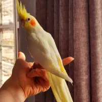 طوطی عروس هلندی لوتینو نر سخنگو نیمه دستی|پرنده|دزفول, |دیوار