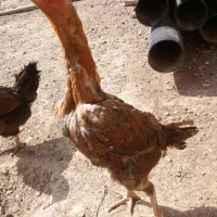 مرغ لاری اصل