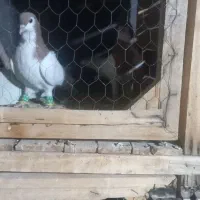 ساده|پرنده|زبرخان, |دیوار