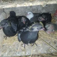جوجه کبوتر رایگان