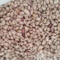 لوبیا چیتی محلی درجه یک