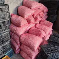 فروش سیر بذری همدان|عمدهفروشی|الوند, |دیوار