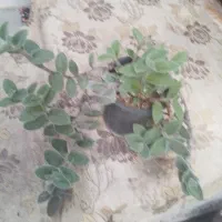 ۸عددگل زیبا