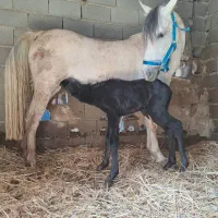 فروش اسب نژاد ترک