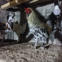 خروس اصل گلین
