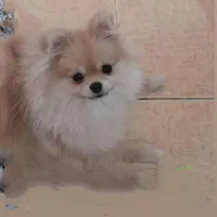 سگ گمشده|حیوانات|زرند, |دیوار