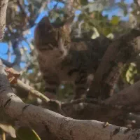 واگذاری بچه گربه|گربه|بیرجند, |دیوار