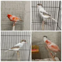 قناری موزاییکی سرخ نروماده