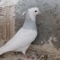 طوقی ابی نر