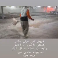 فروش کود مرغی سالنی گوشتی و سالن قفس