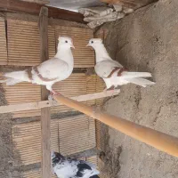 گردای|پرنده|بروجرد, |دیوار
