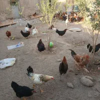 خروس محلی ۷ ماهه|حیوانات مزرعه|سبزوار, قصبه شرقی|دیوار