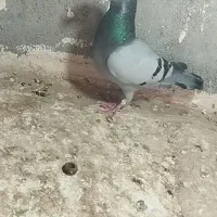 نیاز ب پول