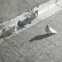 کفتر شهرستان|حراج|بروجرد, |دیوار