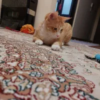 واگذاری واکسن زده شناسنامه داره|گربه|پرند, فاز ۶|دیوار