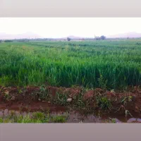 گندم حیدری و جو جلگه اناج