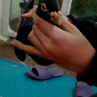 کفتر زاغ  کاریر  و پلنگ