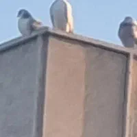 کبوتر رفتنی ۵ملیون میدم