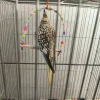 عروس هلندی دستی|پرنده|شاهین‌شهر, فردوسی|دیوار