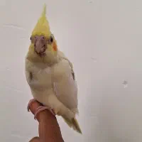 جوجه عروس هلندی|پرنده|چمران, |دیوار